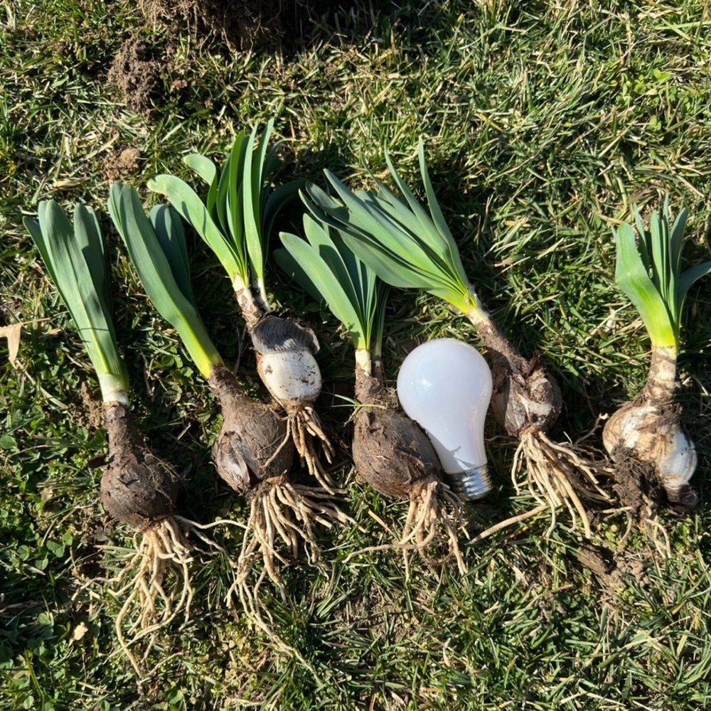 5pk Bareroot Pink Spider Lily/ Surprise Lily/ Naked Lady Lily/Resurrection Lily